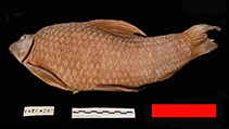 Image of Labeo trigliceps 