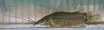 Image of Lepthoplosternum beni (Tambopata catfish)