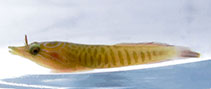 Image of Lepadogaster lepadogaster (Shore clingfish)
