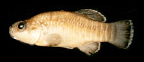 Image of Esmaeilius persicus (Farsi tooth-carp)