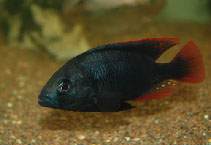 Image of Haplochromis rubripinnis 