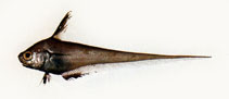Image of Lucigadus nigromarginatus 