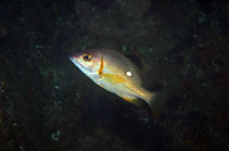 Image of Lutjanus stellatus (Star snapper)