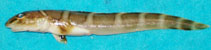 Image of Lycodes polaris (Canadian eelpout)