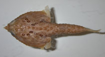 Image of Malthopsis annulifera (Ring triangular batfish)