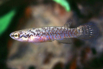 Image of Melanorivulus apiamici 