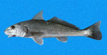 Image of Menticirrhus elongatus (Pacific kingcroaker)