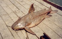 Image of Pterodoras granulosus (Granulated catfish)