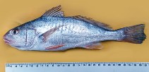 Image of Micropogonias altipinnis (Tallfin croaker)