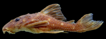 Image of Micracanthicus vandragti 