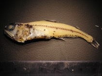 Image of Myctophum aurolaternatum (Golden lanternfish)