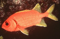 Image of Myripristis chryseres (Yellowfin soldierfish)