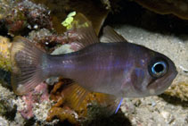 Image of Nectamia fusca (Ghost cardinalfish)
