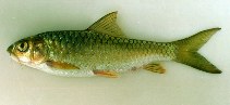 Image of Neolissochilus thienemanni 