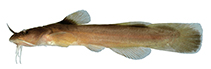 Image of Noturus flavus (Stonecat)