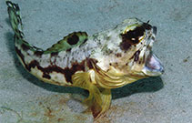 Image of Opistognathus dendriticus (Dendtric jawfish)