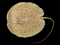 Image of Paratrygon aiereba (Discus ray)