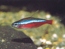 Image of Paracheirodon axelrodi (Cardinal tetra)