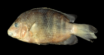 Image of Paretroplus lamenabe (Big red cichlid)