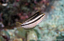 Image of Petroscirtes breviceps (Striped poison-fang blenny mimic)