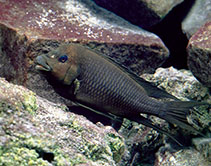 Image of Petrochromis trewavasae (Threadfin cichlid)