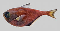 Image of Pempheris zajonzi (Socotra sweeper)