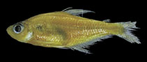 Image of Phenacogaster retropinnus 