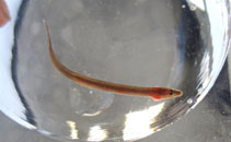 Image of Pillaia indica (Hillstream spineless eel)