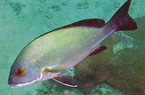 Image of Plectorhinchus ceylonensis (Sri Lanka sweetlips)