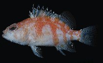 Image of Plectranthias helenae 