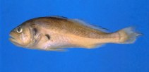 Image of Plagioscion squamosissimus (South American silver croaker)