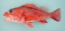 Image of Pontinus accraensis (Ghanean rockfish)