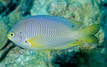 Image of Pomacentrus adelus (Obscure damsel)