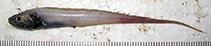 Image of Porogadus catena 