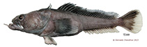 Image of Pogonophryne immaculata (Spotless plunderfish)