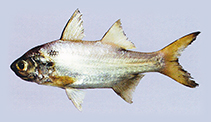 Image of Polydactylus persicus (Persian blackspot threadfin)