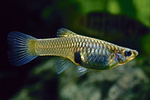 Image of Poecilia wingei (Endlers guppy)