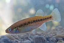 Image of Tlaloc candalarius (Headwater killifish)