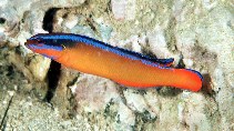 Image of Pseudochromis aldabraensis (Orange dottyback)