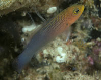 Image of Pseudochromis aurulentus (Yellowlip dottyback)