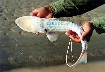 Image of Pseudoscaphirhynchus kaufmanni (Amu Darya sturgeon)