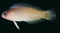 Image of Pectinochromis lubbocki 