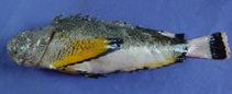 Image of Pseudosynanceia melanostigma (Blackfin stonefish)