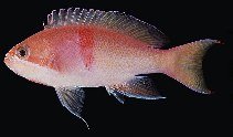 Image of Pseudanthias rubrizonatus (Red-belted anthias)