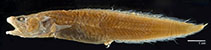 Image of Pseudonus squamiceps 