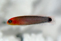 Image of Pseudochromis striatus (Striated dottyback)