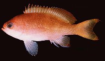 Image of Pseudanthias townsendi (Townsend\