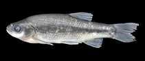 Image of Pseudophoxinus turani (Turan\