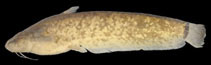 Image of Pterocryptis furnessi 
