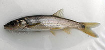 Image of Ptychocheilus umpquae (Umpqua pikeminnow)